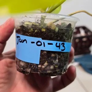 Variegated Philodendron Florida Beauty Live Plant - Rare Indoor Houseplant - Image 3