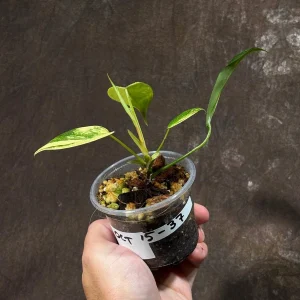 Variegated Philodendron Florida Beauty Live Plant - Rare Indoor Houseplant - Image 3