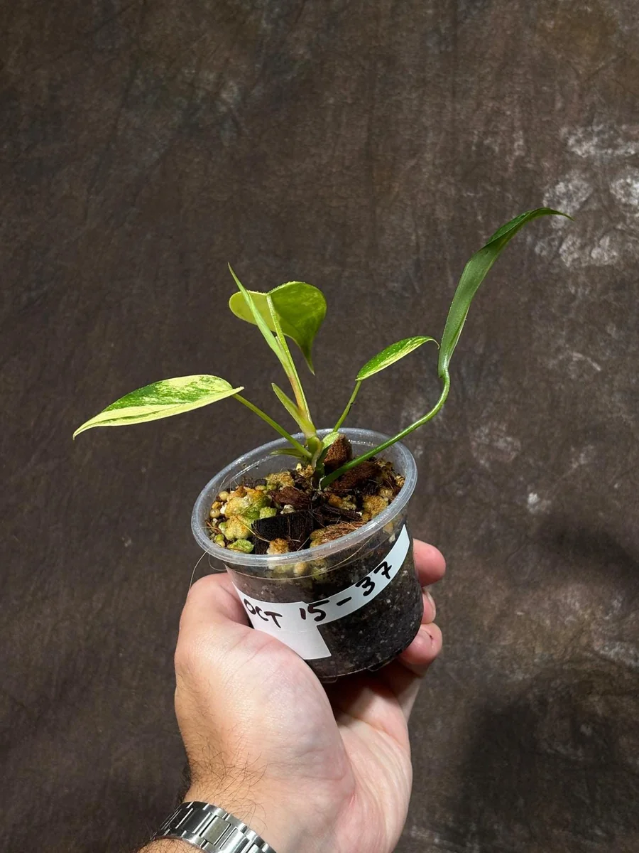 Variegated Philodendron Florida Beauty Live Plant - Rare Indoor Houseplant - Image 3