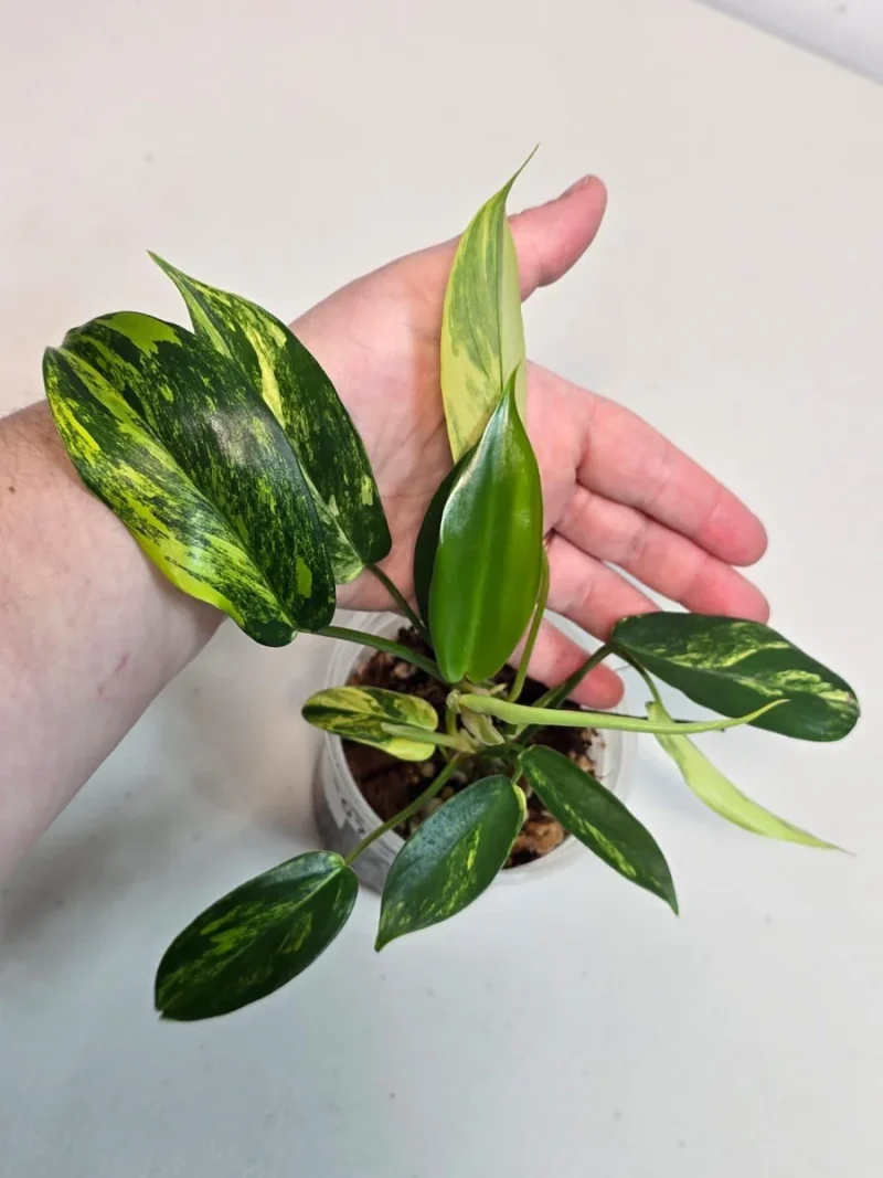 Variegated Philodendron Florida Beauty Live Plant
