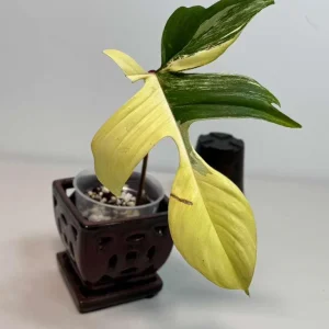 Variegated Philodendron Florida Beauty Live Plant - Rare Indoor Houseplant in Nursery Pot - Image 4