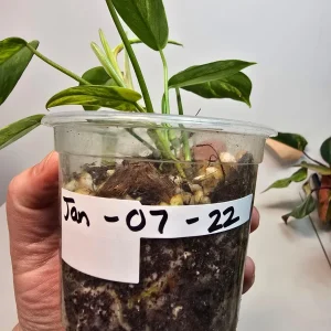 Variegated Philodendron Florida Beauty Live Plant - Rare Indoor Houseplant - Image 4