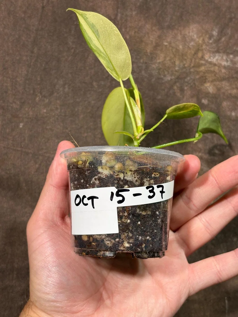 Variegated Philodendron Florida Beauty Live Plant - Rare Indoor Houseplant - Image 4