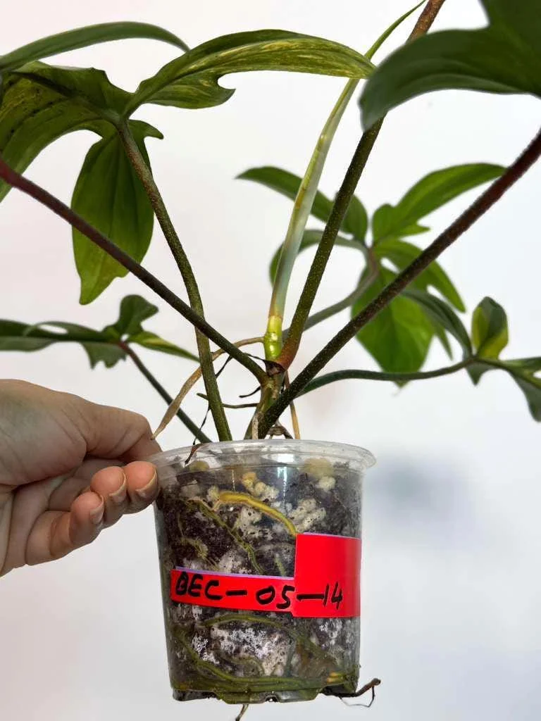 Variegated Philodendron Florida Beauty Live Plant - Rare Houseplant - Image 5