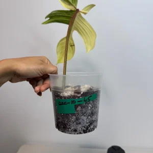 Variegated Philodendron Florida Beauty Live Plant - Rare Indoor Houseplant in Nursery Pot - Image 5