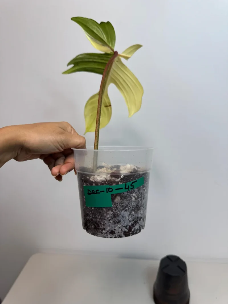 Variegated Philodendron Florida Beauty Live Plant - Rare Indoor