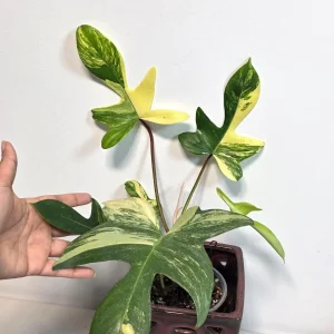 Variegated Philodendron Florida Beauty Live Plant - Rare Collector Houseplant - Image 5