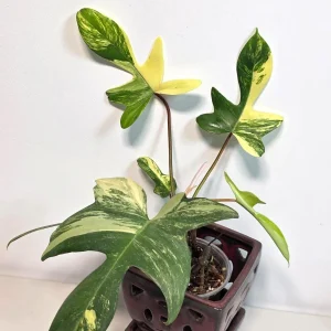 Variegated Philodendron Florida Beauty Live Plant - Rare Collector Houseplant - Image 6