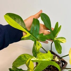 Variegated Philodendron Florida Beauty Live Plant - Rare Collector Houseplant - Image 6