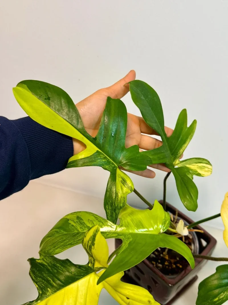 tamarillo plant Tamarillo (Tree Tomato) – Miami Fruit