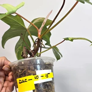 Variegated Philodendron Florida Beauty Live Plant - Rare Collector Houseplant - Image 7