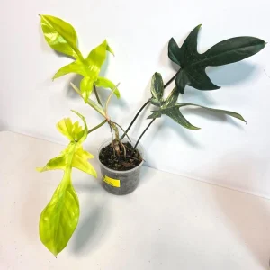 Variegated Philodendron Florida Beauty Live Plant - Rare Houseplant - Potted - Image 1