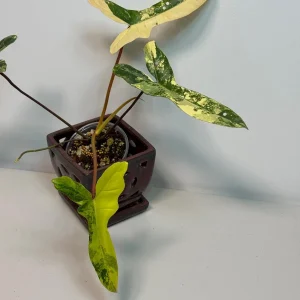 Variegated Philodendron Florida Beauty x Billietiae Live Plant - Rare Tropical Hybrid - Image 2