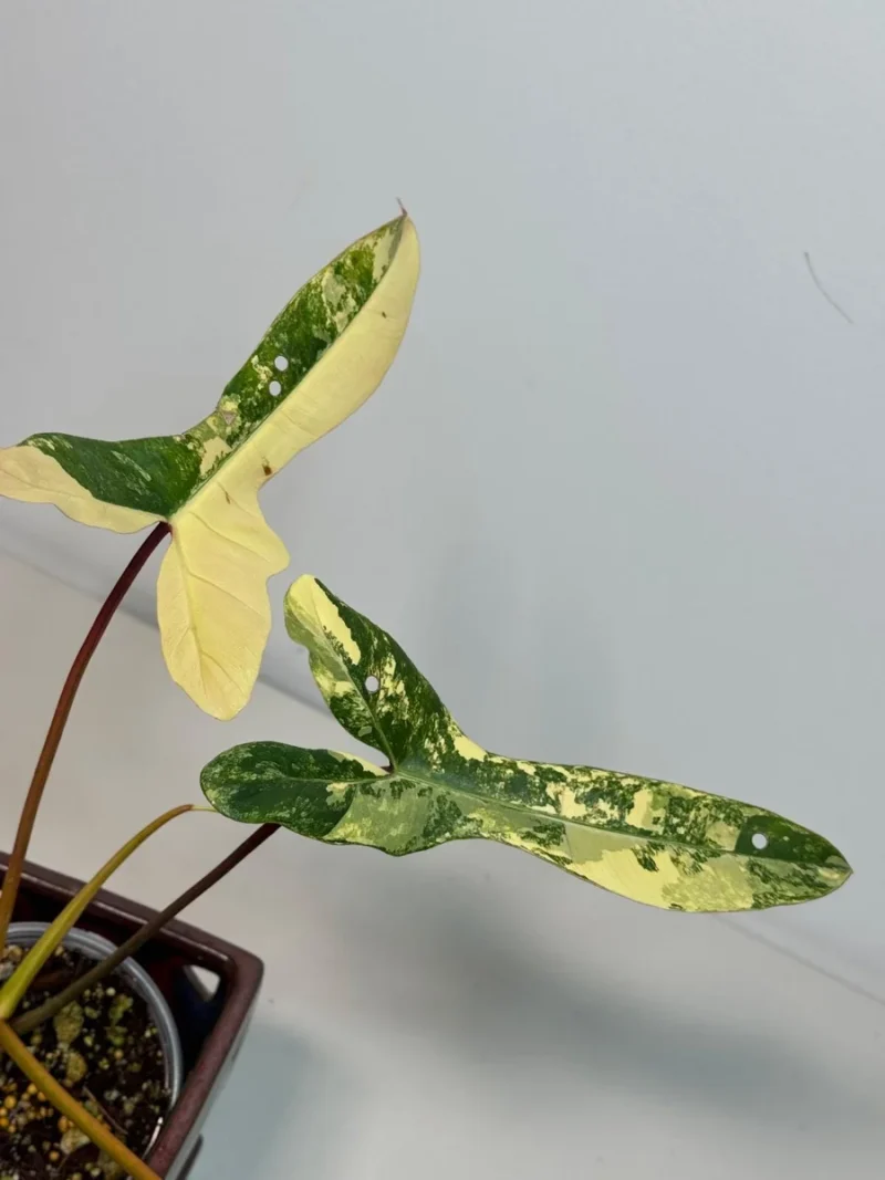 sky flower plant Duranta erecta (Skyflower)