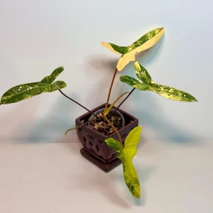 Variegated Philodendron Florida Beauty x Billietiae Live Plant - Rare Tropical Hybrid - Image 1