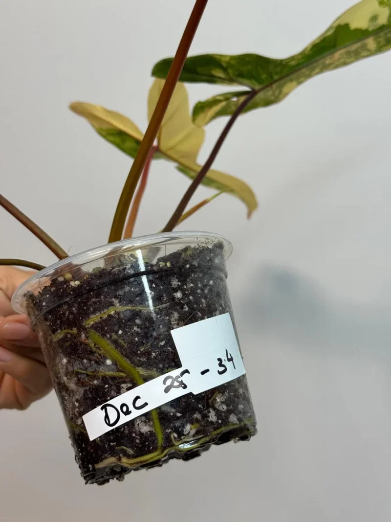 eggplant plant Ichiban Eggplant (2 Pack) – Bonnie Plants main image 0