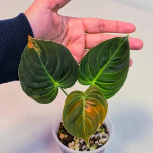 Variegated Philodendron Melanochrysum Live Plant - Rare Aroid Houseplant - Image 2
