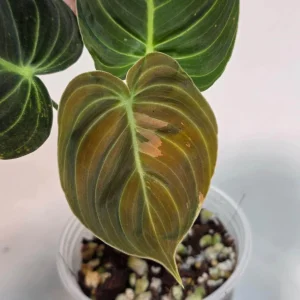 Variegated Philodendron Melanochrysum Live Plant - Rare Aroid Houseplant - Image 2