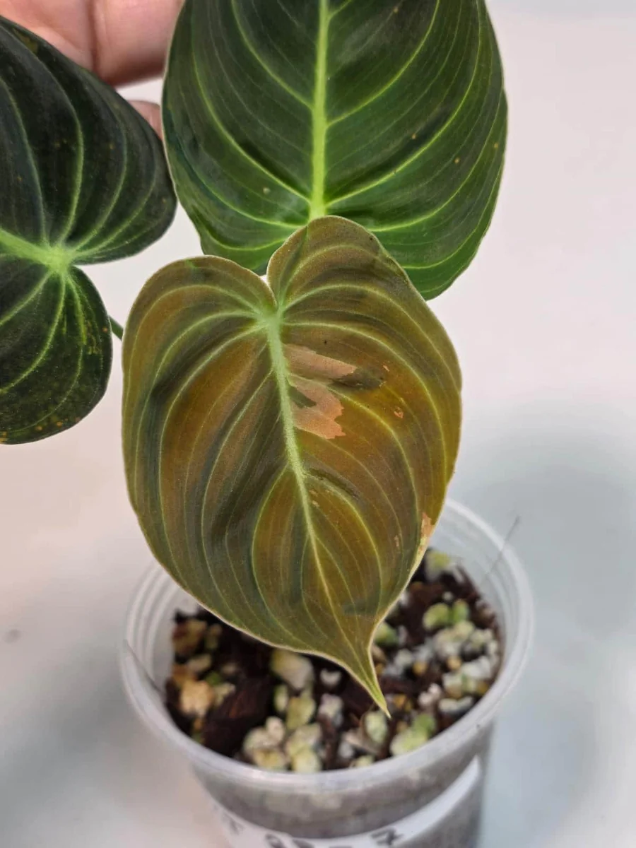 Variegated Philodendron Melanochrysum Live Plant - Rare Aroid Houseplant - Image 2