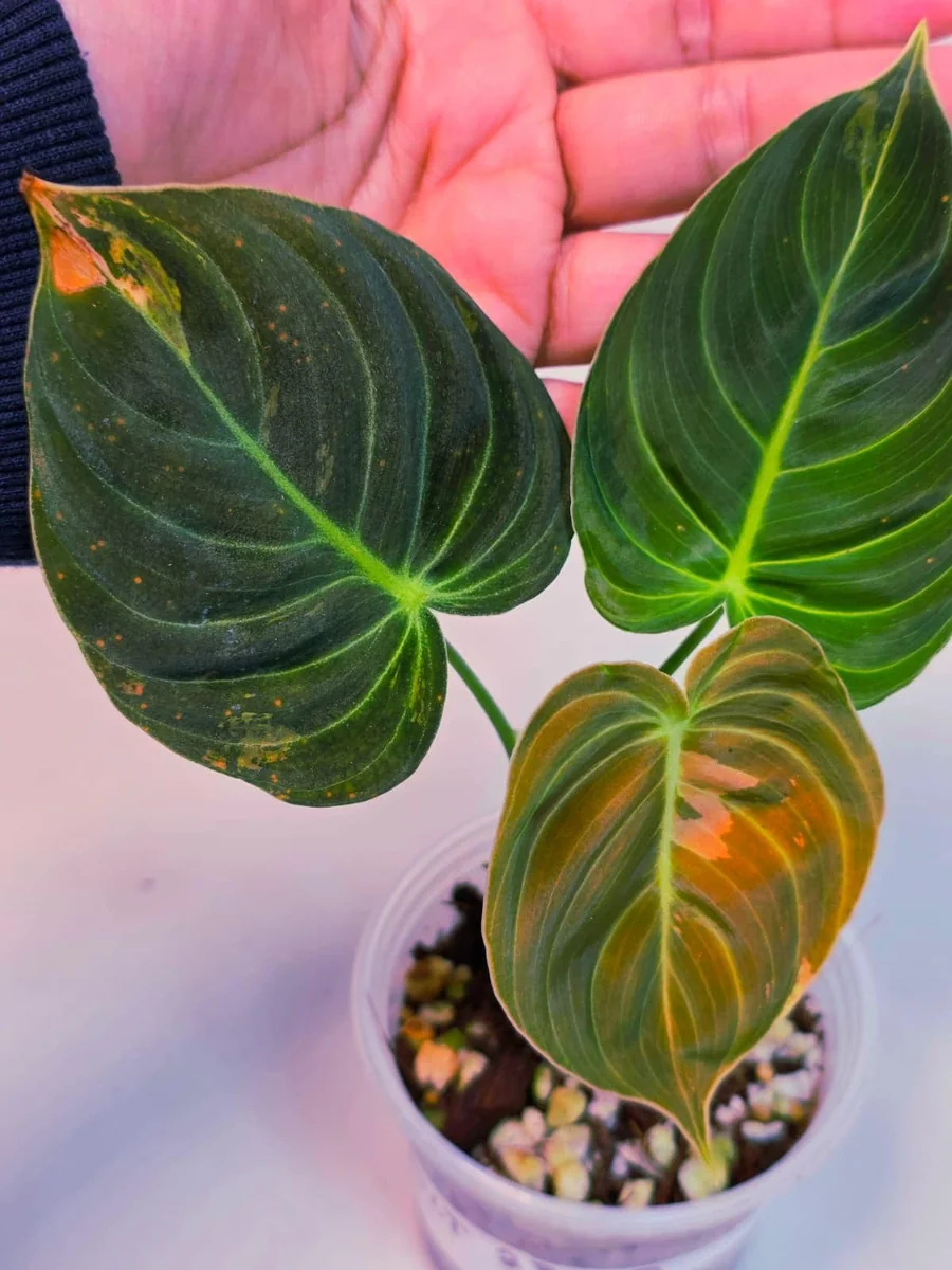 Variegated Philodendron Melanochrysum Live Plant - Rare Aroid Houseplant - Image 4