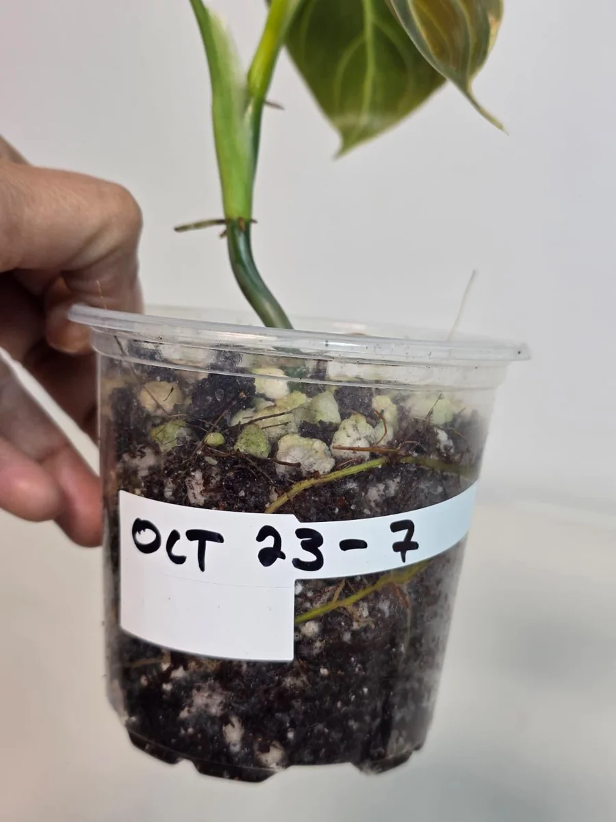 Variegated Philodendron Melanochrysum Live Plant - Rare Aroid Houseplant - Image 5