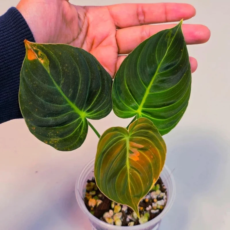 philodendron caramel variegata Philodendron Caramel Marble – Yume Gardens Indonesia