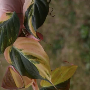 Variegated Philodendron Mican Aurea Cuttings - Live Plant - Easy Care Indoor - Image 10