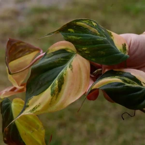 Variegated Philodendron Mican Aurea Cuttings - Live Plant - Easy Care Indoor - Image 3