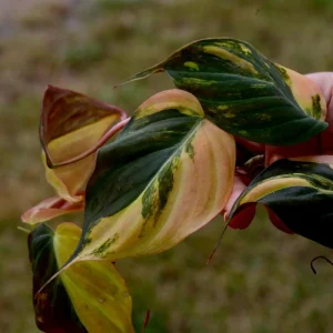 Variegated Philodendron Mican Aurea Cuttings - Live Plant - Easy Care Indoor - Image 9