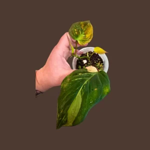 Variegated Philodendron Mican Aurea Live Plant - Rare Collector Houseplant in Nursery Pot - Image 1