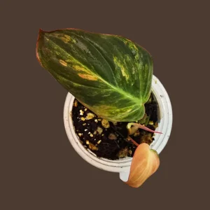 Variegated Philodendron Mican Aurea Live Plant - Rare Collector Houseplant in Nursery Pot - Image 1