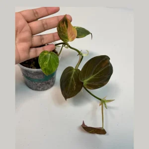 Variegated Philodendron Mican Aurea Live Plant - Rare Collector's Houseplant - Image 1