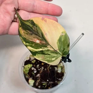 Variegated Philodendron Mican Aurea Live Plant - Rare Collector's Houseplant - Image 2