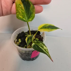 Variegated Philodendron Mican Aurea Live Plant - Rare Collector's Houseplant - Image 2