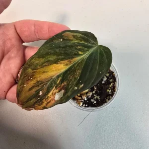 Variegated Philodendron Mican Aurea Live Plant - Rare Collector Plant in Nursery Pot - Image 2