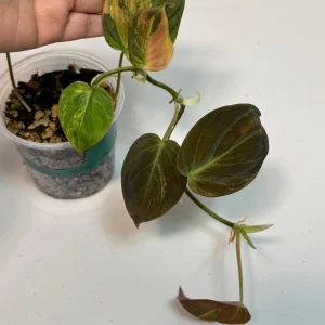 Variegated Philodendron Mican Aurea Live Plant - Rare Collector's Houseplant - Image 2