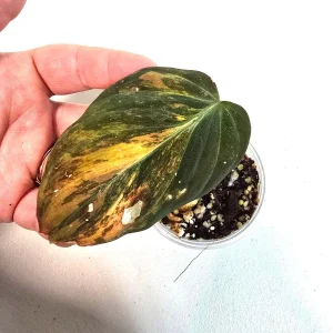 Variegated Philodendron Mican Aurea Live Plant - Rare Collector's Houseplant - Image 2
