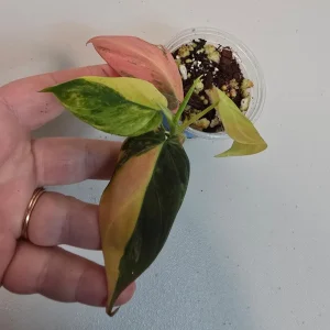 Variegated Philodendron Mican Aurea Live Plant - Rare Collector Houseplant in Nursery Pot - Image 2