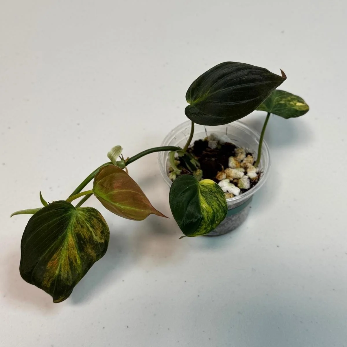 Variegated Philodendron Mican Aurea Live Plant - Rare Collector Philodendron - Potted Houseplant - Image 2