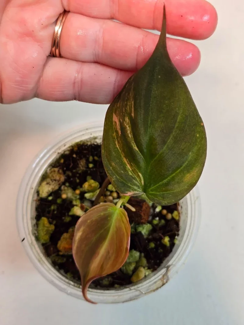 Variegated Philodendron Mican Aurea Live Plant - Rare Houseplant