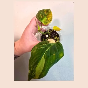 Variegated Philodendron Mican Aurea Live Plant - Rare Collector Houseplant in Nursery Pot - Image 3