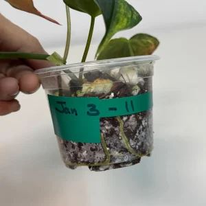 Variegated Philodendron Mican Aurea Live Plant - Rare Collector Houseplant in Nursery Pot - Image 3