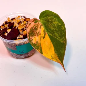 Variegated Philodendron Mican Aurea Live Plant - Rare Collector's Houseplant - Image 3