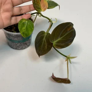 Variegated Philodendron Mican Aurea Live Plant - Rare Collector's Houseplant - Image 3