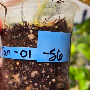 Variegated Philodendron Mican Aurea Live Plant - Rare Indoor Houseplant, Collector Philodendron - Image 3