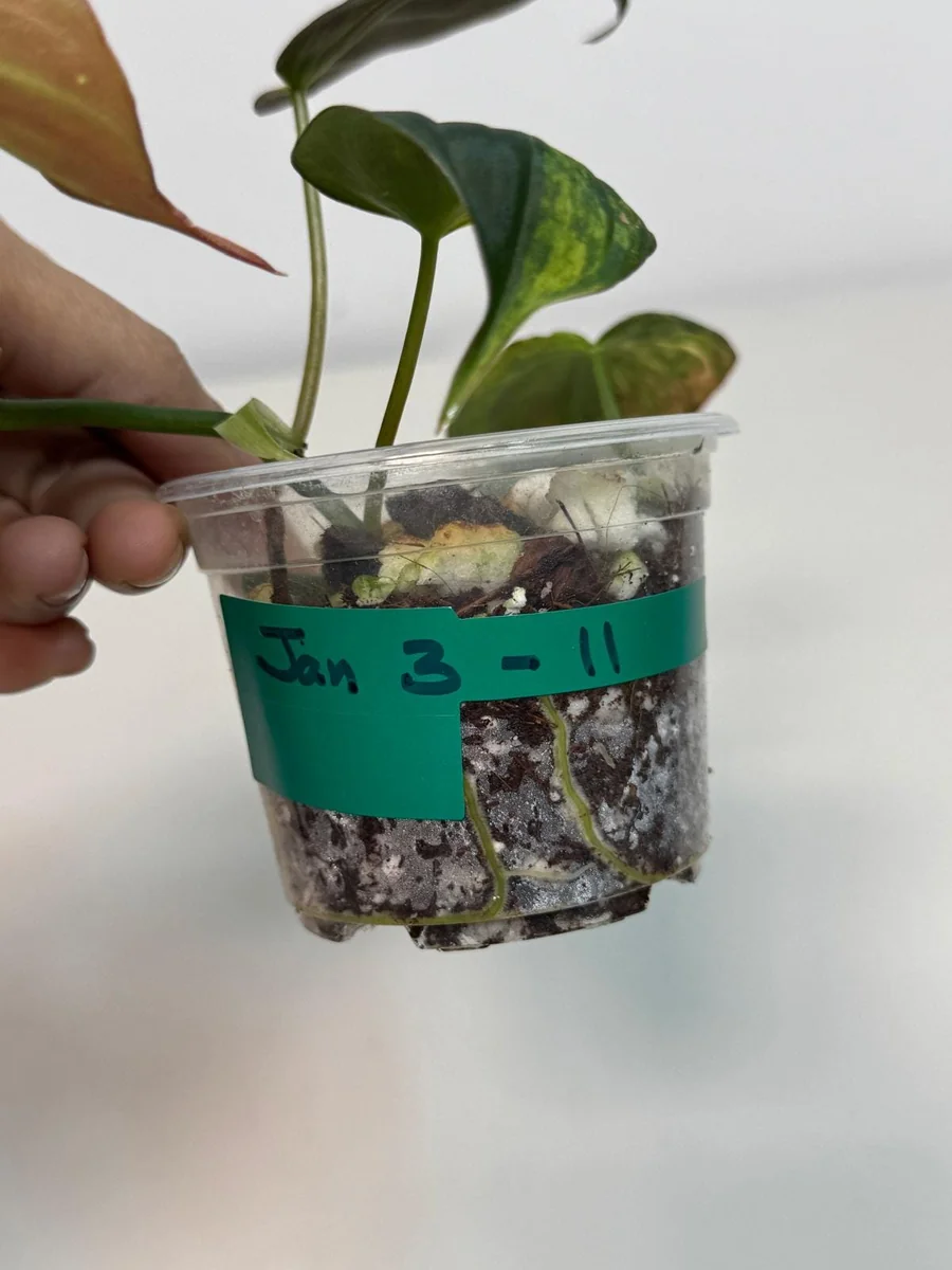 Variegated Philodendron Mican Aurea Live Plant - Rare Collector Philodendron - Potted Houseplant - Image 3