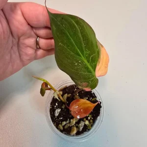 Variegated Philodendron Mican Aurea Live Plant - Rare Indoor Houseplant, Collector Grade - Image 3