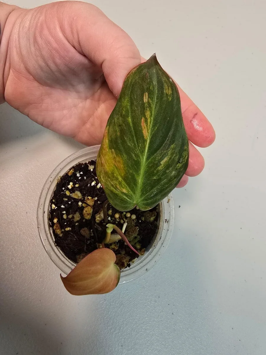 Variegated Philodendron Mican Aurea Live Plant - Rare Indoor Houseplant, Collector Grade - Image 3