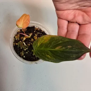 Variegated Philodendron Mican Aurea Live Plant - Rare Collector Houseplant in Nursery Pot - Image 4