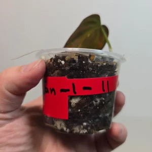 Variegated Philodendron Mican Aurea Live Plant - Rare Collector - Potted - Image 4